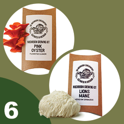 Tile labeled #6 featuring two mushroom kits, one for Pink Oyster, another for Lions Mane; click to get deal.